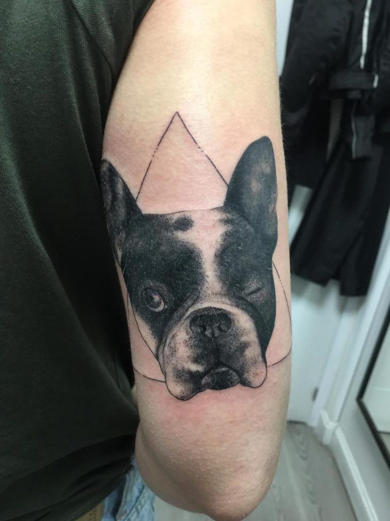 Tatuaje retrato de un pitbull francés estilo realismo en el brazo